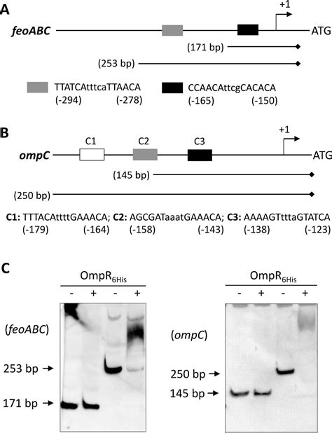 Roles Of The Envz Ompr Two Component System And Porins In Iron