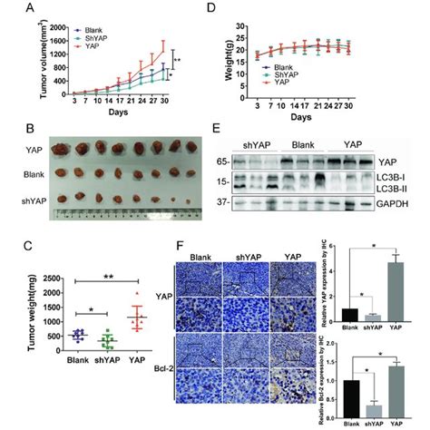 Yap Inhibits Autophagy In Human Crc Cells A D Sw620 And Hct116 Cells Download Scientific