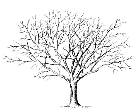 Tree Drawing No Leaves At Getdrawings Free Download