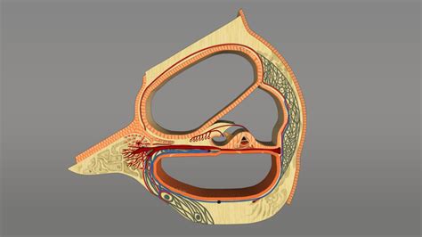 Coclea 3d Modelli Scaricare Free3d