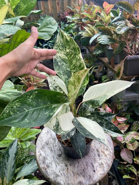 Aglaonema Siam Jade Etsy