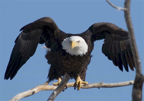 Bald Eagle – Indiana Audubon