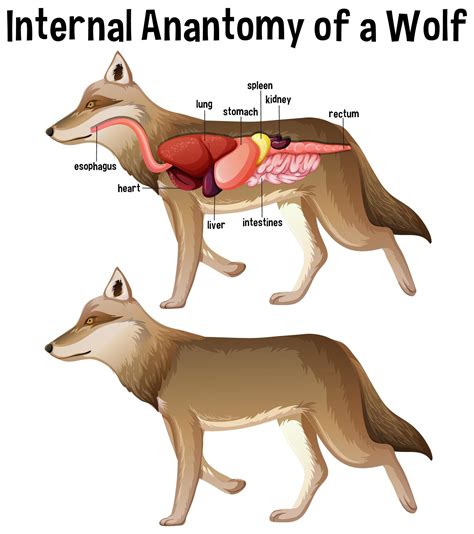 Internal Anatomy of a Horse with label 1848820 Vector Art at Vecteezy