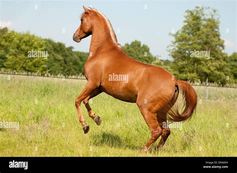 Rising Arabian Horse Stock Photo Alamy