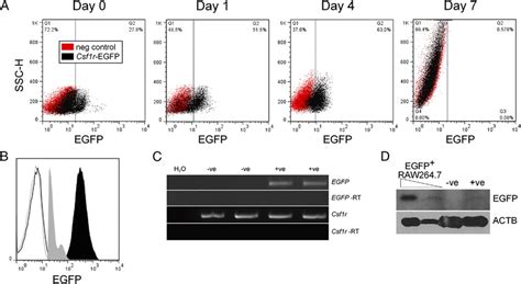 Downregulation Of Egfp Expression During Macrophage Differentiation