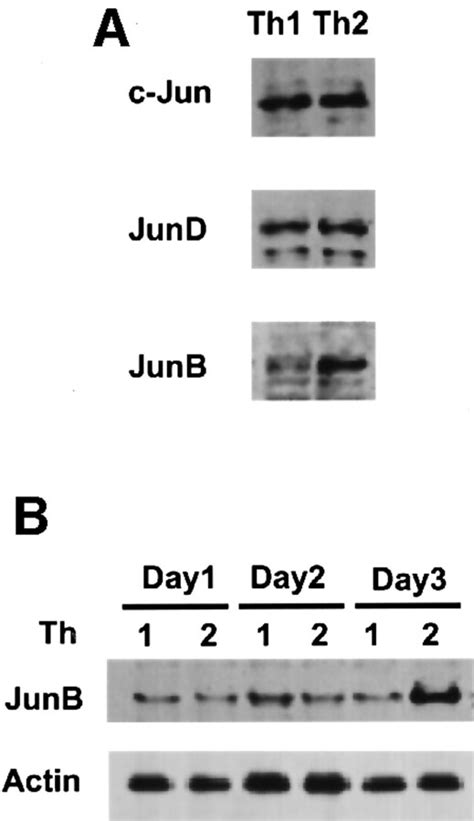 Regulation Of Il‐4 Expression By The Transcription Factor Junb During T Helper Cell