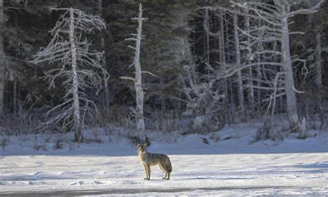 Podcast Wolves Of Denali National Park — Alaska Wildlife Alliance Awa