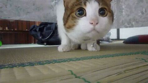 まん丸オメメがキュートな猫さん。獲物に集中しすぎて可愛いことに ´艸`♡ エウレカ！