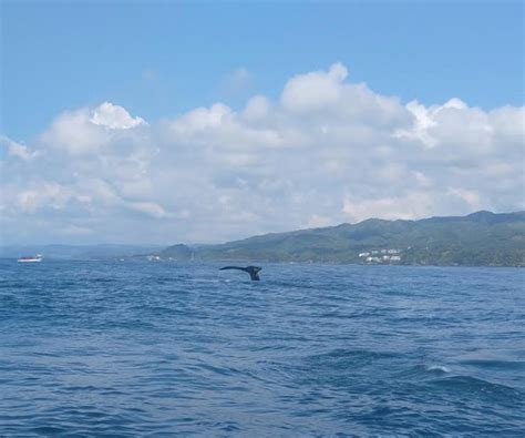 La esquina de Múllix: Las Ballenas jorobadas de Samaná, ballenas de ...