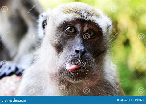 Monkeys at Batu Caves stock image. Image of lumpur, face - 49858713