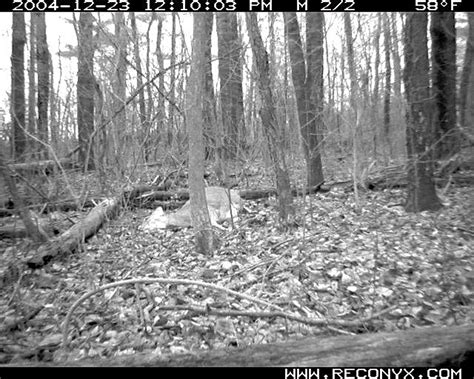 The Demise Of A Deer Carcass Deer And Deer Hunting