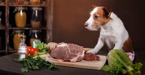 Raw Food For Puppies How To Feed Your Puppy On Natural Raw Food