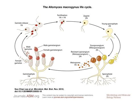 The Allomyces Macrogynus Life Cycle Ppt Download