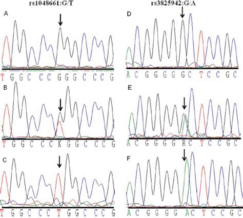 Sequence Chromatograms Of The Two Loxl1 Snps Of Exon 1 A C The