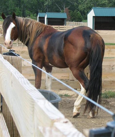 Stetson's Mr Blue, a chimeric Paint Horse stallion. From Wikipedia: "Chimeras are formed from at ...