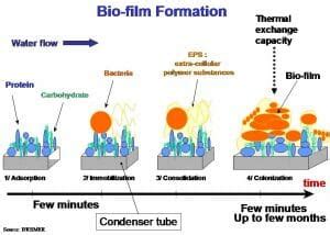 Biofilm - Definition, Function and Structure | Biology Dictionary