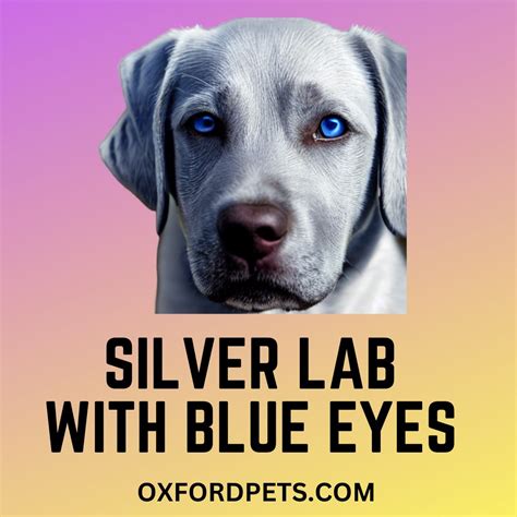 Do Labradors Have Blue Eyes