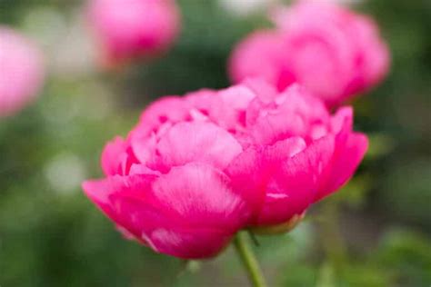 Pink Peonies To Grow And Enjoy With Pictures Green Garden Cottage