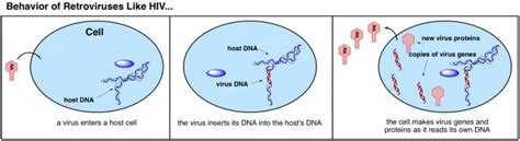 Human Endogenous Retroviruses: Ancient Enemy, Modern Friend – BIOL312 ...