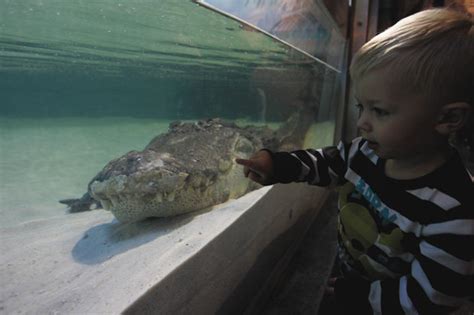 Gator Mighty Mike On Display At Adventure Aquarium