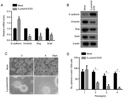 Evo Exposure Inactivated Emt Program And Decreased Stemness Of Cscs