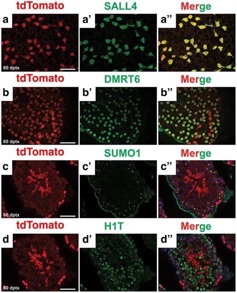 Sall4 Gce Is Active In Sscs Immunofluorescence Of Wholemount A B