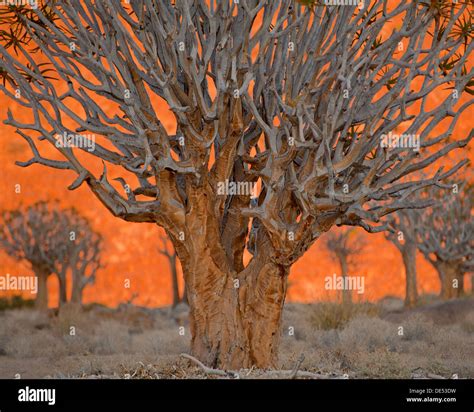 Richtersveld Plants Hi Res Stock Photography And Images Alamy