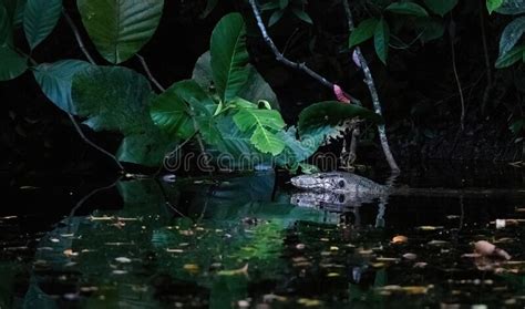 Monitor lizard in water stock image. Image of darkness - 269081497