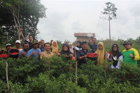 Panen Cabai Di Tengah Kemarau Petani Lubuk Pabrik Raup Untung Puluhan