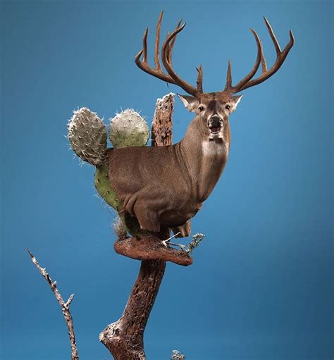 318 Best Whitetail Mounts Images On Pinterest