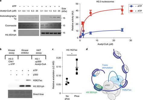 P300 Histone Acetylation