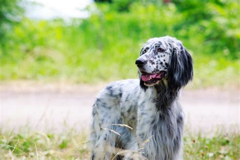 English Setter Colors: The Commons And The Rares