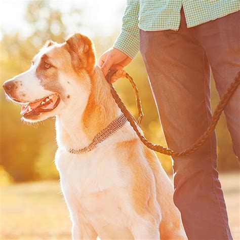 Cómo Elegir La Correa Adecuada Para Tu Perro Tipos Y Consejos