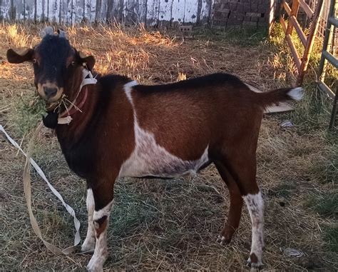 Barn 2 Fridge: Boer vs Texas Genemaster Goats