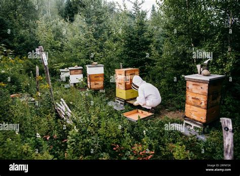 Beekeeper Inspecting Her Hives Full Of Bees Stock Photo Alamy