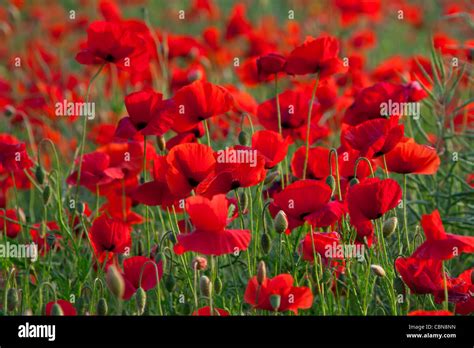 Field With Poppies Papaver Rhoeas Hi Res Stock Photography And Images