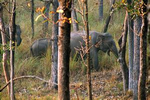 Wayanad Wildlife Sanctuary, Wayanad Wildlife Sanctuary Kerala, Wayanad ...