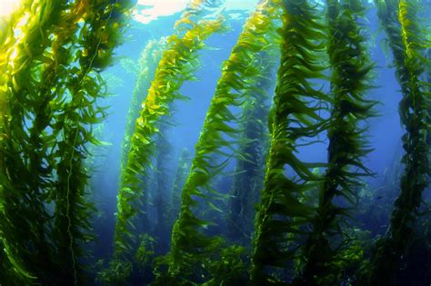 Spongebob Kelp Forest