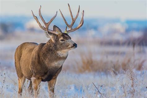 Discover the Largest Deer Ever Caught in Arizona - A-Z Animals