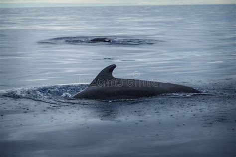 Baleen whale in the sea stock photo. Image of baleen - 260865120