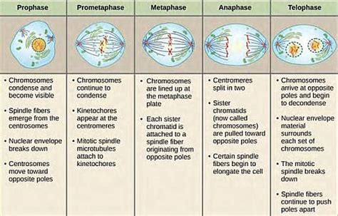 Outstanding Trivia: Order Of The Phases Of Mitosis