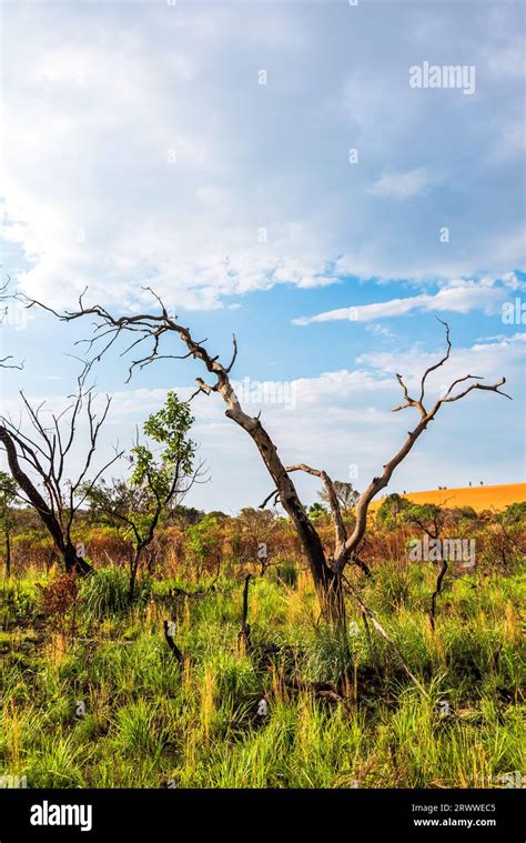 Dry tree trunks in Jalapao national park in Brazil Stock Photo - Alamy