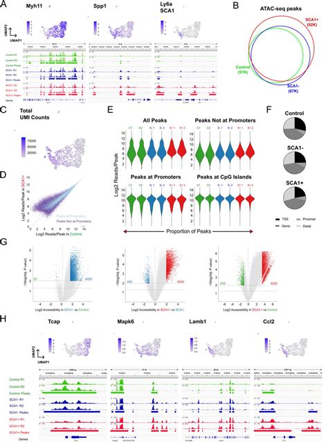 Activation Of VSMCs Results In Widespread Epigenetic Activation Of