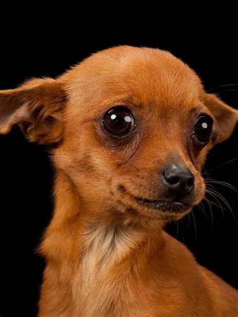 Why Do German Shepherds Put Their Ears Back