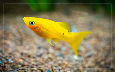 10 Yellow Freshwater Aquarium Fish With Pictures