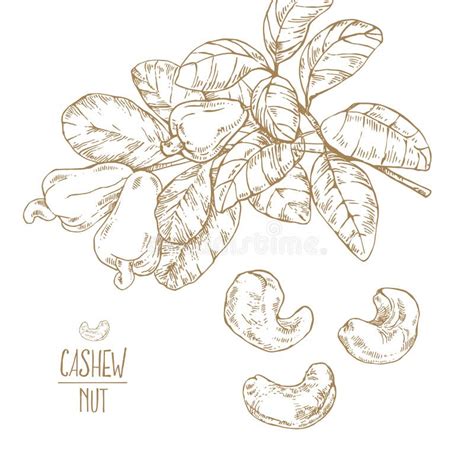 Ripe Cashew Stock Illustrations 869 Ripe Cashew Stock Illustrations