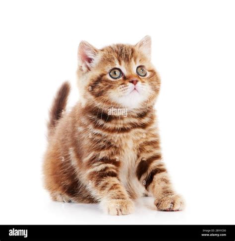 British Shorthair kitten cat isolated Stock Photo - Alamy