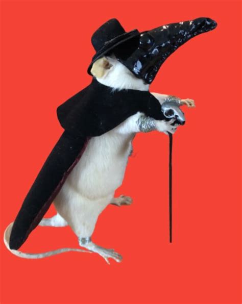 Taxidermy Plague Doctor Rat Etsy