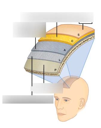 Diagram of Layers of the skull | Quizlet