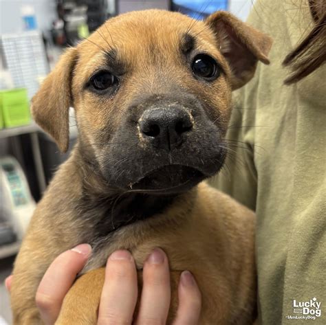 tyler paw fort bend 3